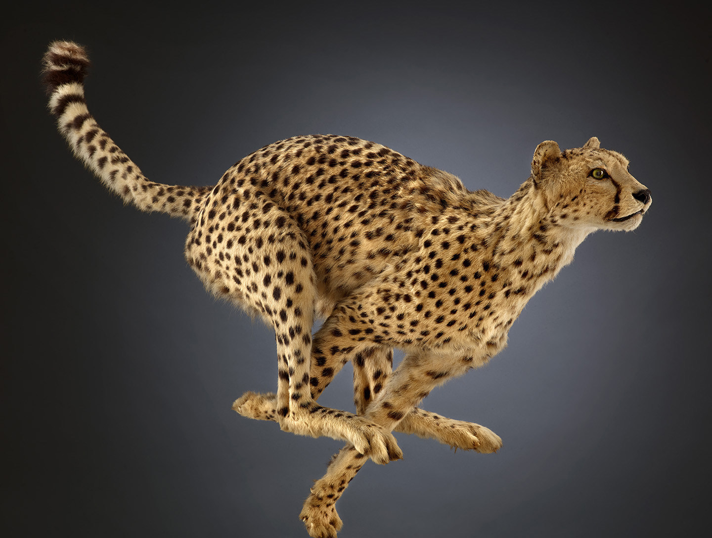 Cheetah Why is the cheetah the fastest land animal? The aerodynamic snout, the long, skinny tail for balance, claws that never retract provide extra traction, and a spine that curls under for extra reach. © The Field Museum, Z95153_32Bd