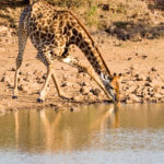 Giraffe Visitors will get a chance to see some of the amazing evolutionary adaptations of this animal. A large heart and complex circulatory system keep this mammal alive. © Chris Burt / Shutterstock