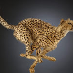 Cheetah Why is the cheetah the fastest land animal? The aerodynamic snout, the long, skinny tail for balance, claws that never retract provide extra traction, and a spine that curls under for extra reach. © The Field Museum, Z95153_32Bd