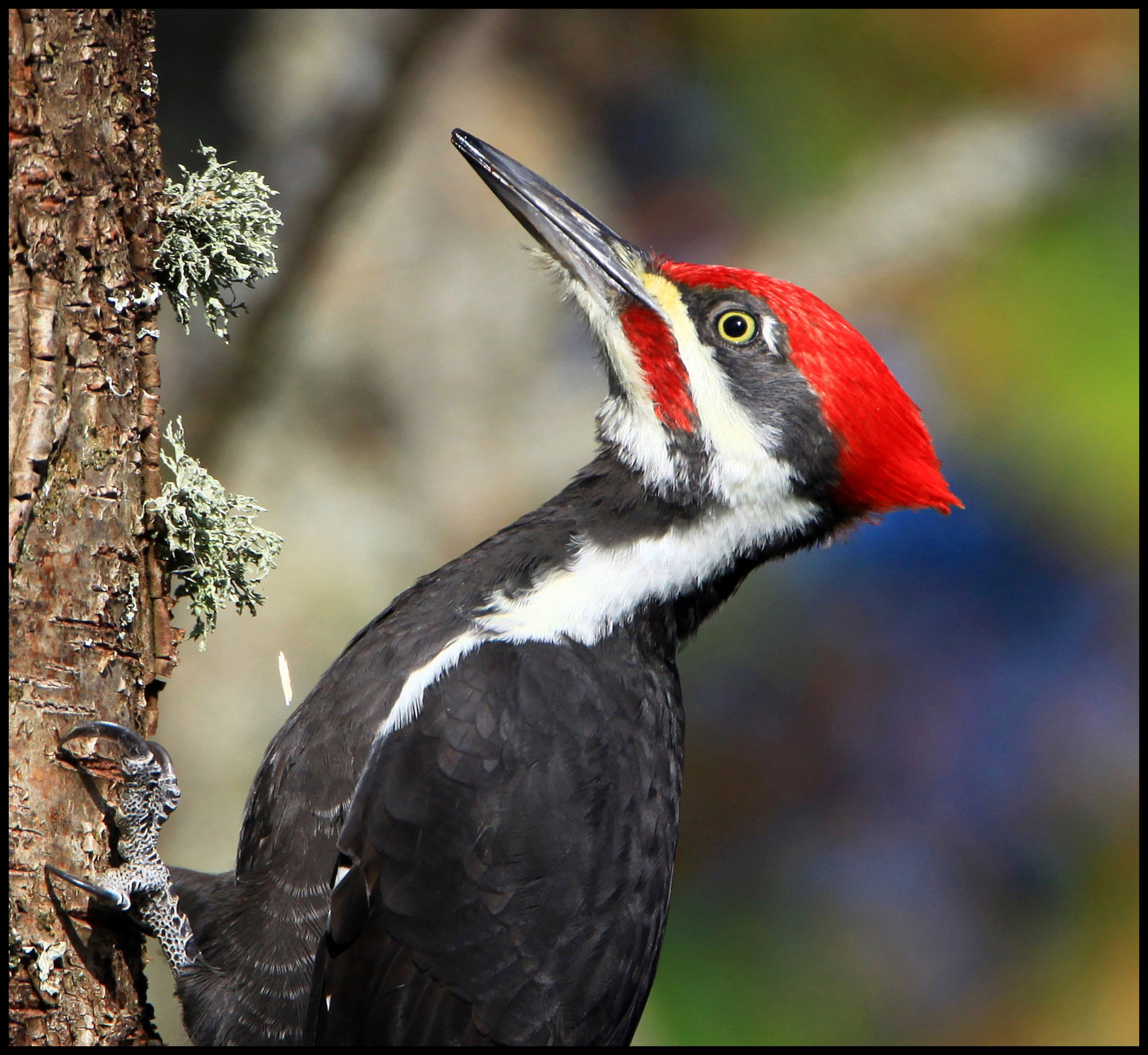 Pileated Woodpecker A Pileated Woodpecker can withstand a great magnitude of force when pecking. Exhibition