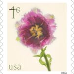 Low Denomination Flowers (1, 2, 3, 5 and 10 cents): A new series of low denomination stamps will debut in 2024. Each stamp will showcase a different flower design: 1-cent fringed tulip, 2-cent daffodils, 3-cent peonies, 5-cent red tulips and 10-cent poppies and coneflowers.