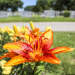 Última jornada de puertas abiertas de 2025 en el Holy Name Cemetery & Mausoleum: financiación con 0 % de interés disponible por tiempo limitado