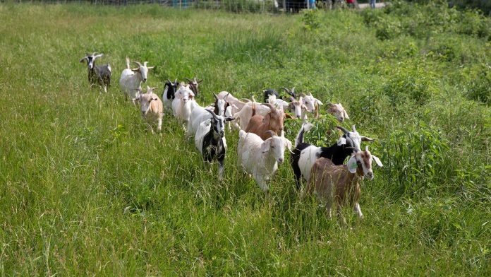 Goat_Tribe_ComEd