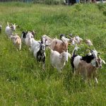 Goat_Tribe_ComEd